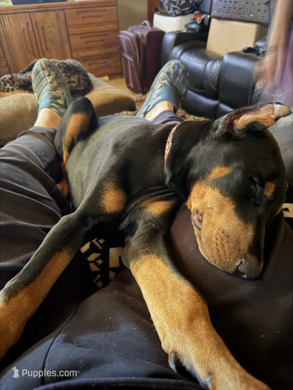 Peanut  – Doberman Pinscher puppy for sale in Chippewa Falls, WI