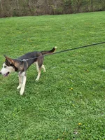 Jack, a male German Shepherd Dog and Siberian Husky for sale in Chillicothe, OH – 5 of 10