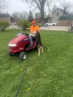 Jack, a male German Shepherd Dog and Siberian Husky for sale in Chillicothe, OH – 8 of 10