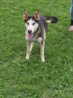 Jack, a male German Shepherd Dog and Siberian Husky for sale in Chillicothe, OH – 2 of 10