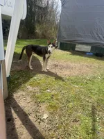 Jack, a male German Shepherd Dog and Siberian Husky for sale in Chillicothe, OH – 10 of 10