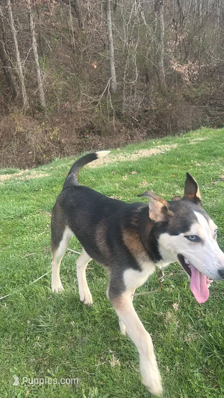 Jack – German Shepherd Dog, Siberian Husky puppy for sale in Chillicothe, OH