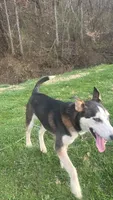 Jack, a male German Shepherd Dog and Siberian Husky for sale in Chillicothe, OH – 1 of 10