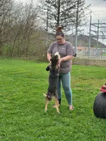 Jack, a male German Shepherd Dog and Siberian Husky for sale in Chillicothe, OH – 4 of 10