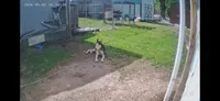 Jack, a male German Shepherd Dog and Siberian Husky for sale in Chillicothe, OH – 7 of 10