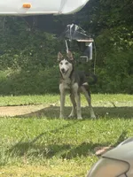 Jack, a male German Shepherd Dog and Siberian Husky for sale in Chillicothe, OH – 6 of 10