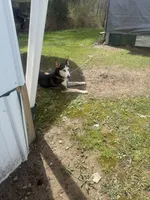 Jack, a male German Shepherd Dog and Siberian Husky for sale in Chillicothe, OH – 9 of 10