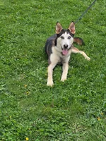 Jack, a male German Shepherd Dog and Siberian Husky for sale in Chillicothe, OH – 3 of 10