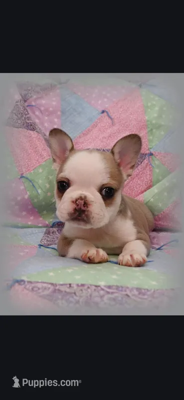 Bambi – Frenchton puppy for sale in Bridgeport Charter Township, MI