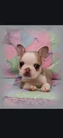 Bambi, a female Frenchton for sale in Bridgeport Charter Township, MI – 1 of 6