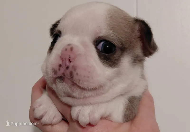 Bambi – Frenchton puppy for sale in Bridgeport Charter Township, MI