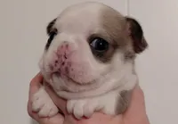 Bambi, a female Frenchton for sale in Bridgeport Charter Township, MI – Photo 1 of 2