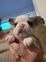 Bambi, a female Frenchton for sale in Bridgeport Charter Township, MI – Photo 2 of 5