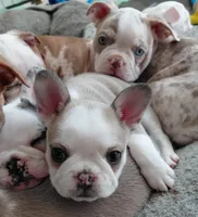 Bambi, a female Frenchton for sale in Bridgeport Charter Township, MI – 2 of 6