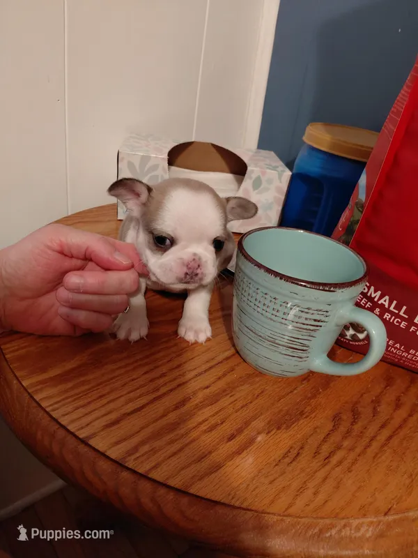 Bambi – Frenchton puppy for sale in Bridgeport Charter Township, MI