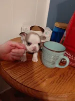 Bambi, a female Frenchton for sale in Bridgeport Charter Township, MI – Photo 1 of 5
