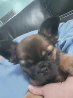 Theo, a male French Bulldog for sale in Bridgeport Charter Township, MI – Photo 5 of 7