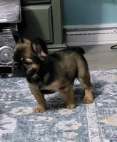 Theo, a male French Bulldog for sale in Bridgeport Charter Township, MI – Photo 1 of 7