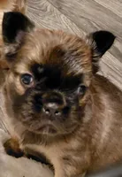 Theo, a male French Bulldog for sale in Bridgeport Charter Township, MI – Photo 2 of 7