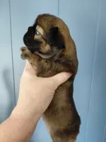 Theo, a male French Bulldog for sale in Bridgeport Charter Township, MI – Photo 3 of 7