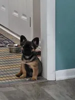 Theo, a male French Bulldog for sale in Bridgeport Charter Township, MI – Photo 7 of 7