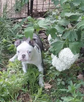 Hope, a female Frenchton for sale in Bridgeport Charter Township, MI – 8 of 9
