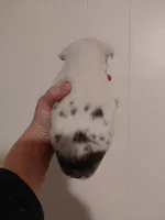 Lolly, a female Frenchton for sale in Bridgeport Charter Township, MI – Photo 3 of 3