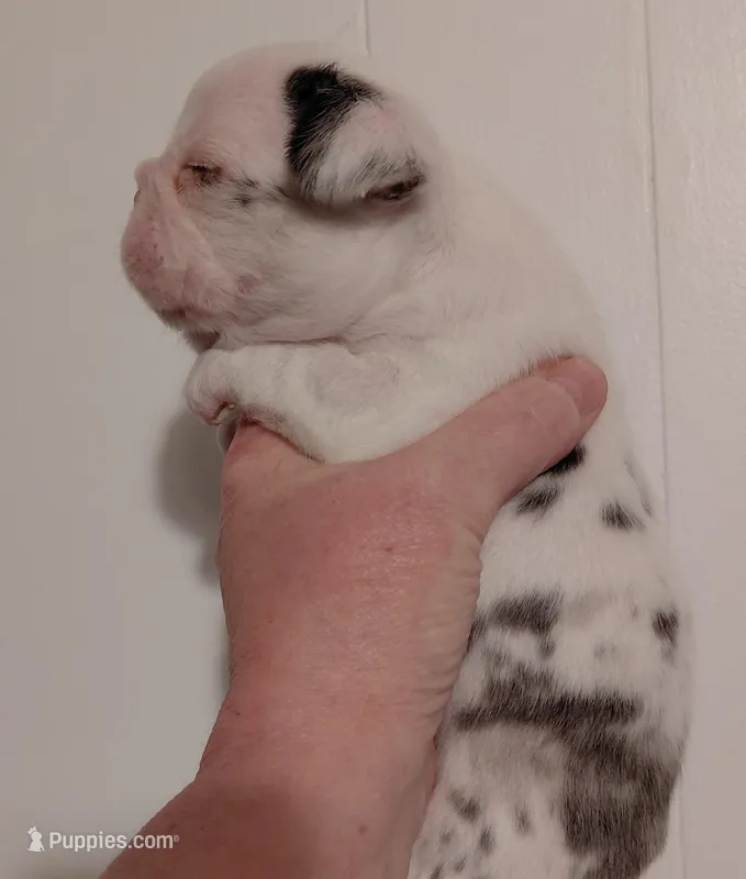 Lolly – Frenchton puppy for sale in Bridgeport Charter Township, MI