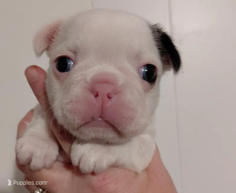 Lolly – Frenchton puppy for sale in Bridgeport Charter Township, MI