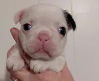 Lolly, a female Frenchton for sale in Bridgeport Charter Township, MI – Photo 2 of 3