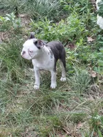 Hope, a female Frenchton for sale in Bridgeport Charter Township, MI – 9 of 9