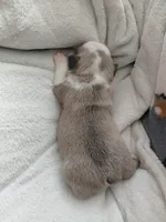 Hank, a female Frenchton for sale in Bridgeport Charter Township, MI – Photo 3 of 4