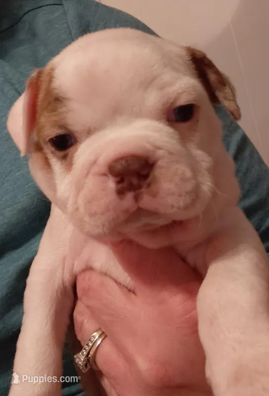 Arthur – Frenchton puppy for sale in Bridgeport Charter Township, MI