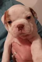 Arthur, a male Frenchton for sale in Bridgeport Charter Township, MI – Photo 1 of 3