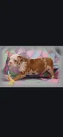 Arthur, a male Frenchton for sale in Bridgeport Charter Township, MI – 2 of 9