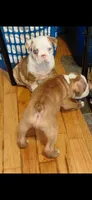 Arthur, a male Frenchton for sale in Bridgeport Charter Township, MI – 7 of 9