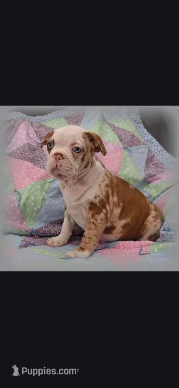 Arthur – Frenchton puppy for sale in Bridgeport Charter Township, MI