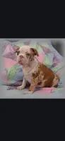 Arthur, a male Frenchton for sale in Bridgeport Charter Township, MI – 1 of 9