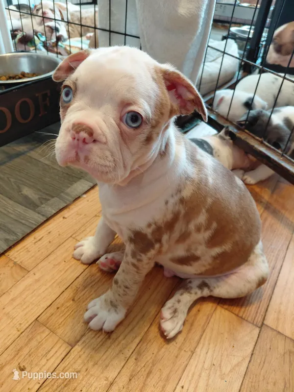 Arthur – Frenchton puppy for sale in Bridgeport Charter Township, MI