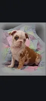 Arthur, a male Frenchton for sale in Bridgeport Charter Township, MI – 3 of 9