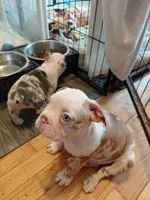 Arthur, a male Frenchton for sale in Bridgeport Charter Township, MI – 4 of 9