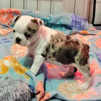 Reggie, a male Frenchton for sale in Bridgeport Charter Township, MI – Photo 3 of 3