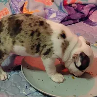 Reggie, a male Frenchton for sale in Bridgeport Charter Township, MI – Photo 2 of 3