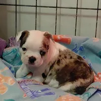 Reggie, a male Frenchton for sale in Bridgeport Charter Township, MI – Photo 1 of 3