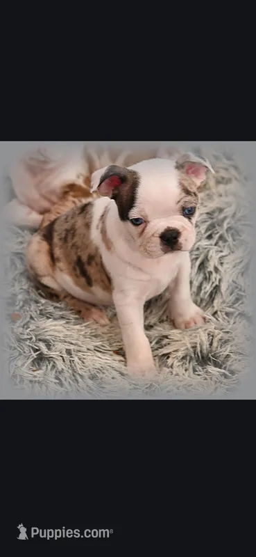 Reggie – Frenchton puppy for sale in Bridgeport Charter Township, MI