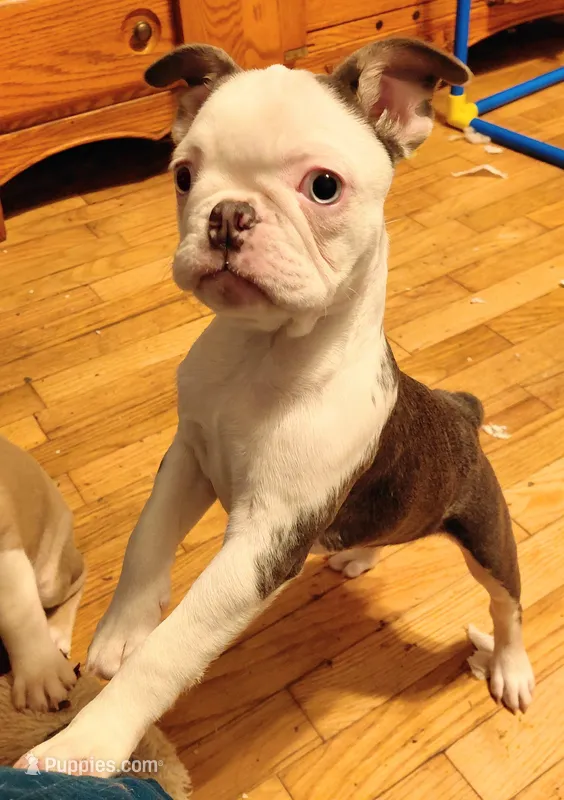 Hope – Frenchton puppy for sale in Bridgeport Charter Township, MI