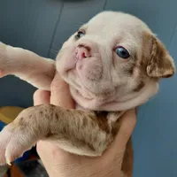 Ralphie, a male Frenchton for sale in Bridgeport Charter Township, MI – Photo 1 of 4