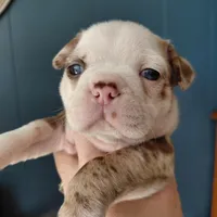 Ralphie, a male Frenchton for sale in Bridgeport Charter Township, MI – Photo 4 of 4