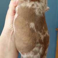 Ralphie, a male Frenchton for sale in Bridgeport Charter Township, MI – Photo 2 of 4