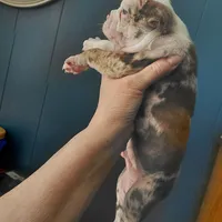 Ralphie, a male Frenchton for sale in Bridgeport Charter Township, MI – Photo 3 of 4